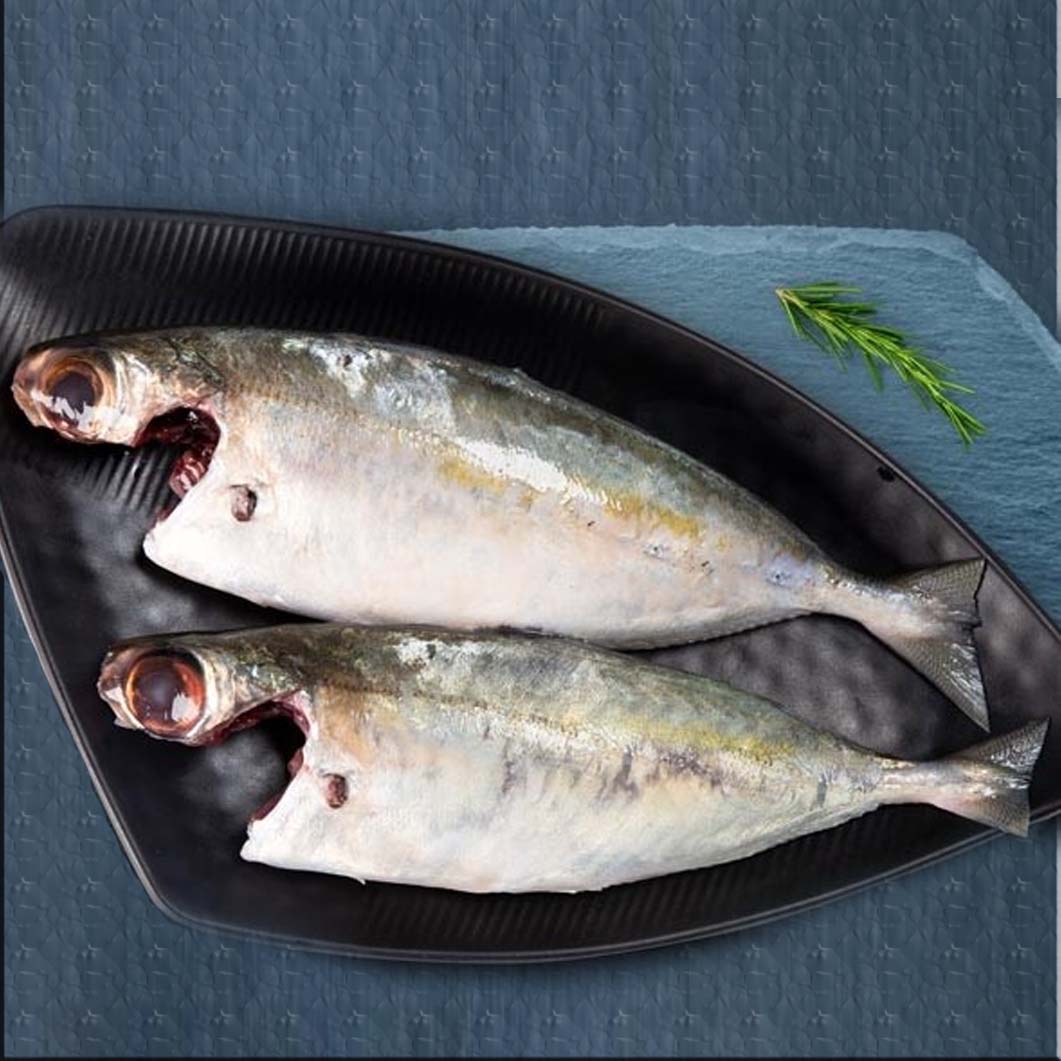 Mackerel/Ayala/Bangda/Aylai (5 to 9 Count/kg) | Whole | 480g to 500g Pack |Fresh | Never Frozen