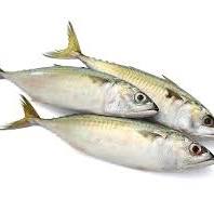 Mackerel/Ayala/Bangda/Aylai (5 to 9 Count/kg) | Whole | 480g to 500g Pack |Fresh | Never Frozen