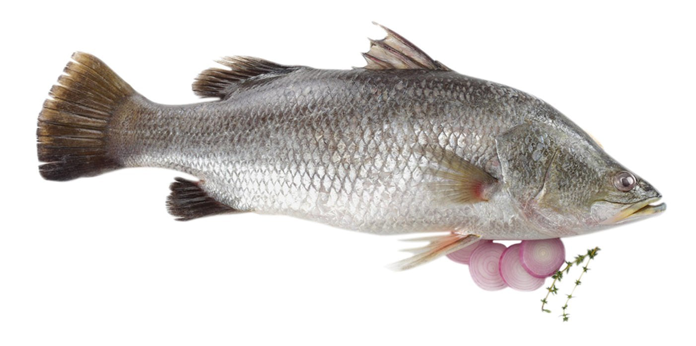 Bhetki/Barramundi/Asian Seabass/Kalanji | Bengali Curry Cut | 1kg to 1.3kg whole | Fresh | Never Frozen