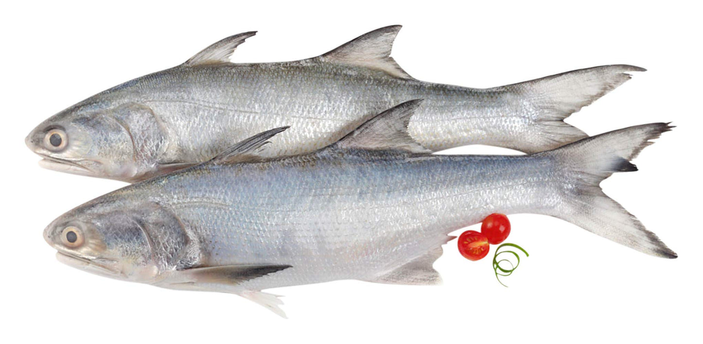 Indian Salmon Fish Fresh | Curry Cut|  Gross Wt: 580g to 680g