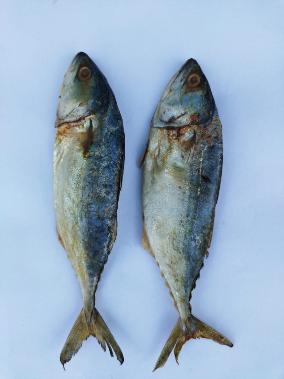 Ayala Karuvadu/ Mackerel Dry Fish (Salted) - 250Gram