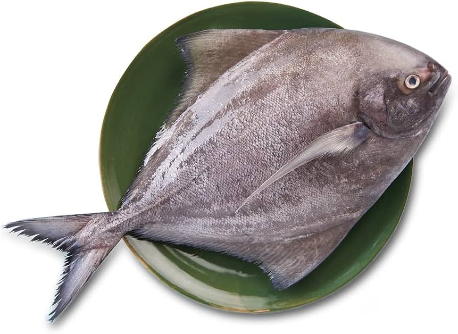 Fresh Black Pomfret / Avoli / 1kg to 1.2g Whole / Slice Piece