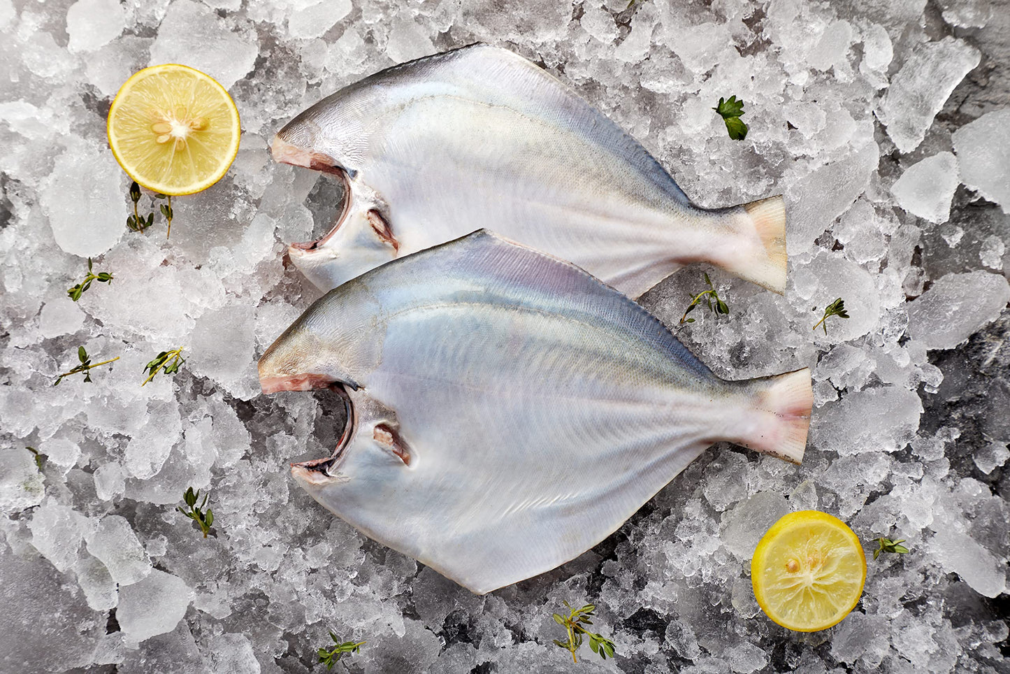 White Pomfret Fish Fresh 480g to 520g | Whole Clean|