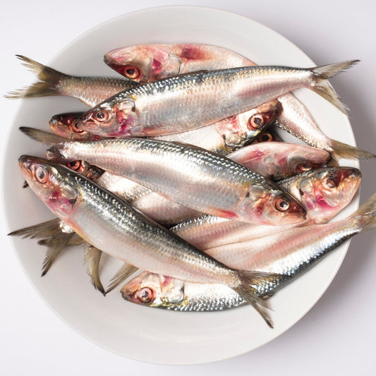 Premium Sardine/ Mathi 980g to 1kg