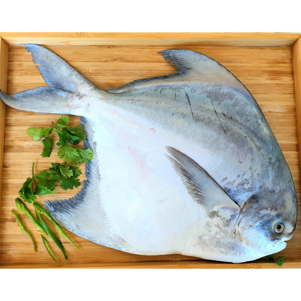 White Pomfret Fish Fresh 480g to 520g | Whole Clean|